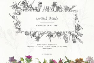 Hand Painted Sketched Thistle Clip Art: A Creative Resource for Designers and Artists